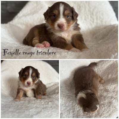 Les chiots de Berger Américain Miniature