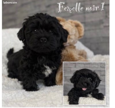 Les chiots de Bichon Havanais