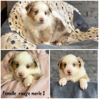Les chiots de Berger Américain Miniature 
