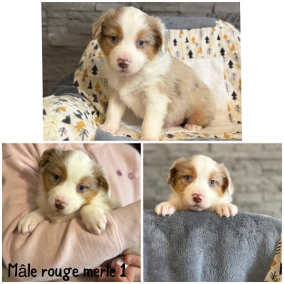 Les chiots de Berger Américain Miniature 