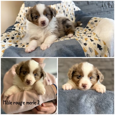 Les chiots de Berger Américain Miniature 