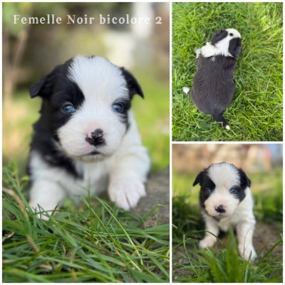 Les chiots de Berger Américain Miniature 