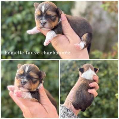 Les chiots de Bichon Havanais