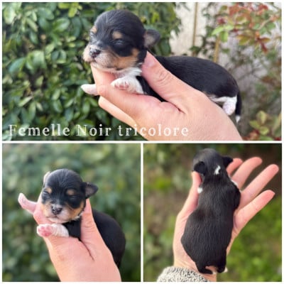 Les chiots de Bichon Havanais