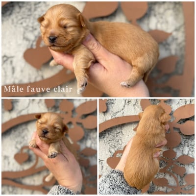 Les chiots de Bichon Havanais