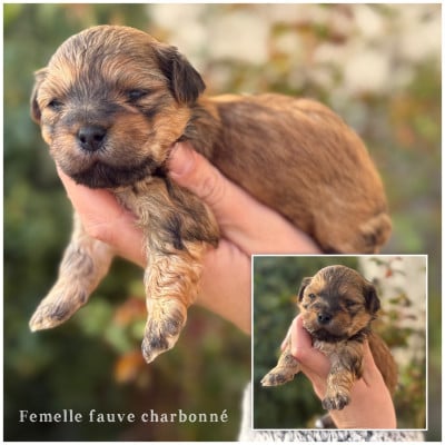 Les chiots de Bichon Havanais