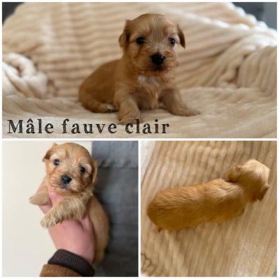 Les chiots de Bichon Havanais