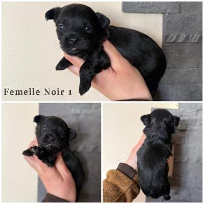 Les chiots de Bichon Havanais