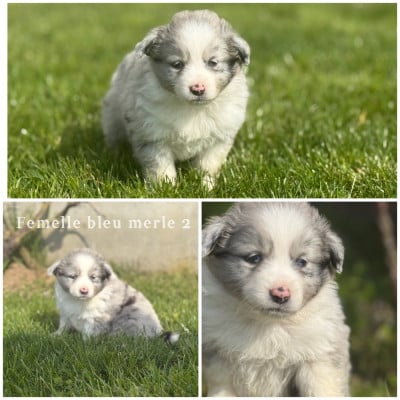 Les chiots de Berger Américain Miniature 