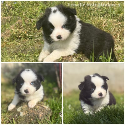 Les chiots de Berger Américain Miniature 
