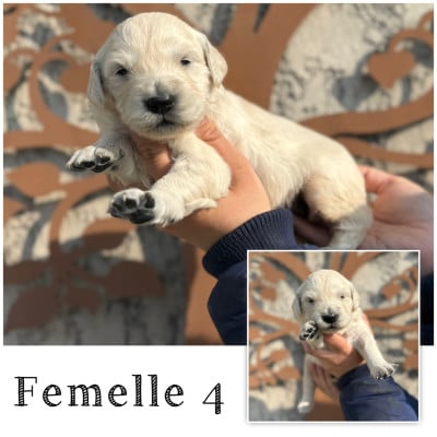 Les chiots de Golden Retriever