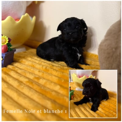 Les chiots de Bichon Havanais