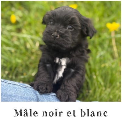 Les chiots de Bichon Havanais