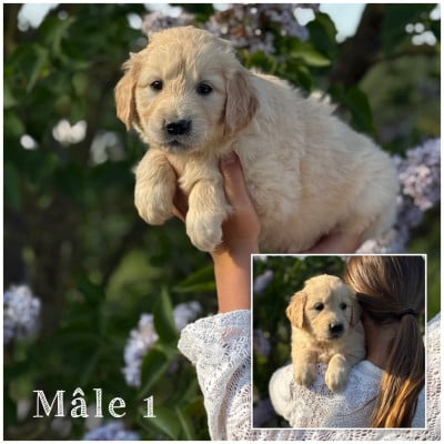 Les chiots de Golden Retriever