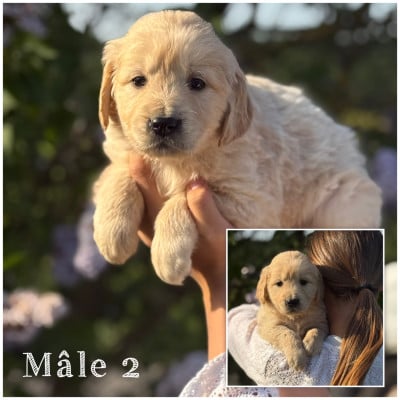 Les chiots de Golden Retriever