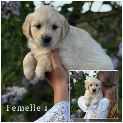 Les chiots de Golden Retriever