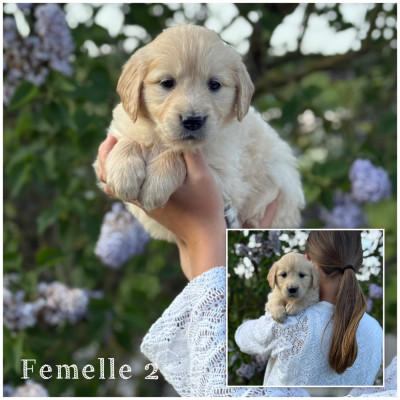 Les chiots de Golden Retriever