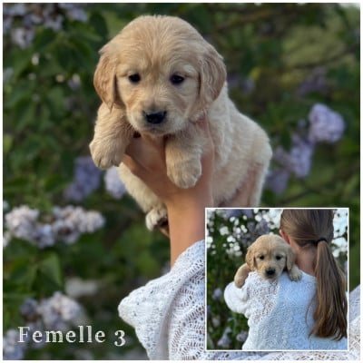 Les chiots de Golden Retriever
