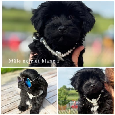 Les chiots de Bichon Havanais
