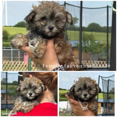 Les chiots de Bichon Havanais