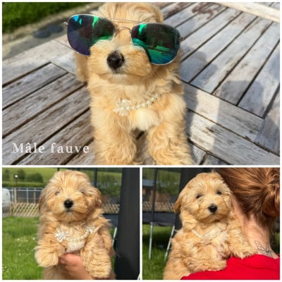 Les chiots de Bichon Havanais