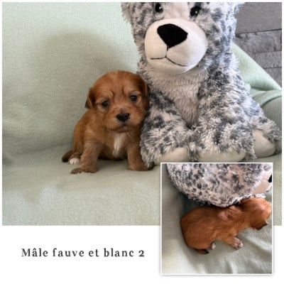 Mâle fauve et blanc 2 - Bichon Havanais
