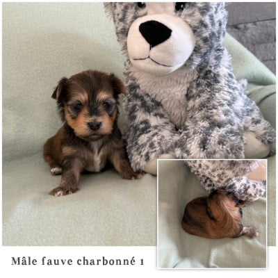 Mâle fauve charbonné 1 - Bichon Havanais