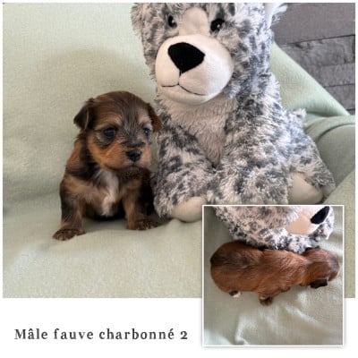 Mâle fauve charbonné 2 - Bichon Havanais