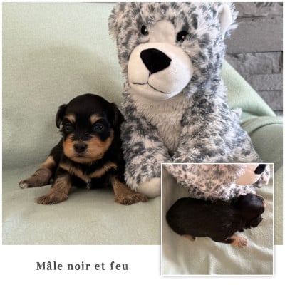 Mâle noir et feu - Bichon Havanais