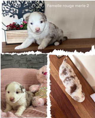 Les chiots de Berger Américain Miniature 