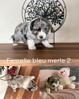 Les chiots de Berger Américain Miniature 
