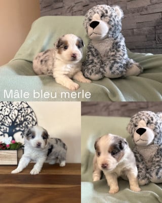 Les chiots de Berger Américain Miniature 