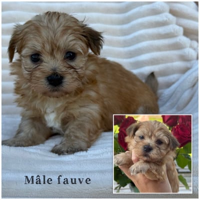 Les chiots de Bichon Havanais