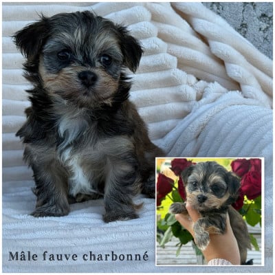 Les chiots de Bichon Havanais