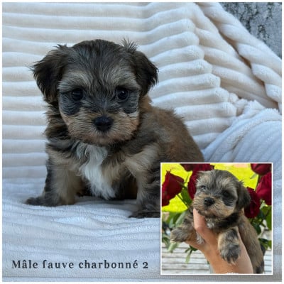 Les chiots de Bichon Havanais