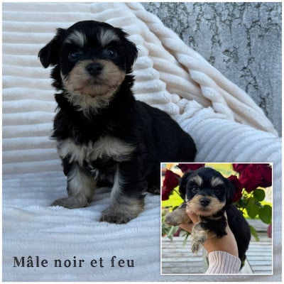 Les chiots de Bichon Havanais