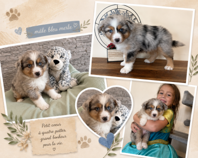 Les chiots de Berger Américain Miniature 