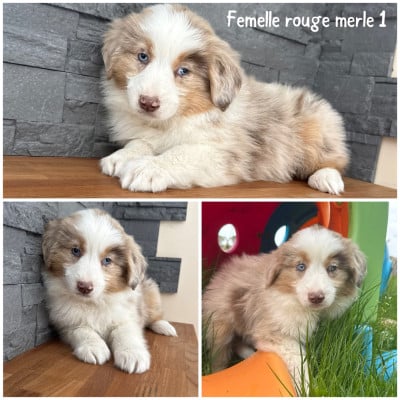 Les chiots de Berger Américain Miniature