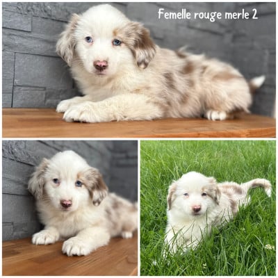 Les chiots de Berger Américain Miniature