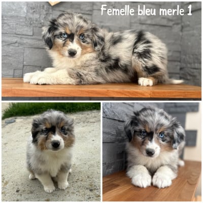 Les chiots de Berger Américain Miniature