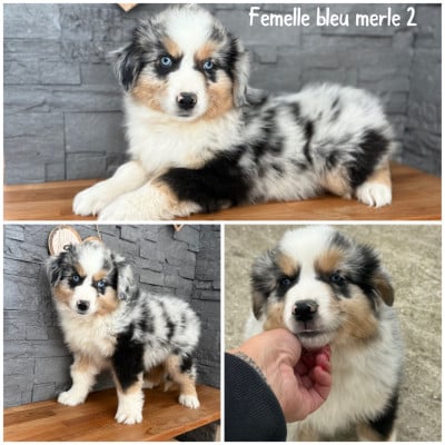 Les chiots de Berger Américain Miniature