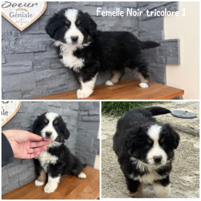 Les chiots de Berger Américain Miniature