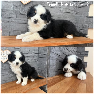 Les chiots de Berger Américain Miniature