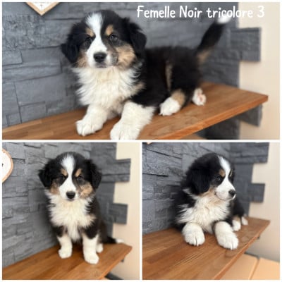 Les chiots de Berger Américain Miniature