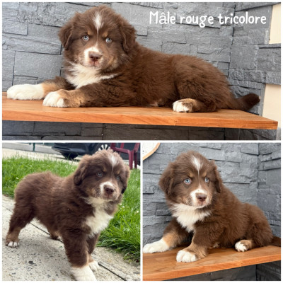 Les chiots de Berger Américain Miniature