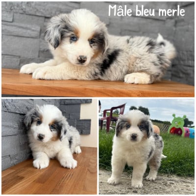 Les chiots de Berger Américain Miniature
