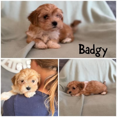 Les chiots de Bichon Havanais