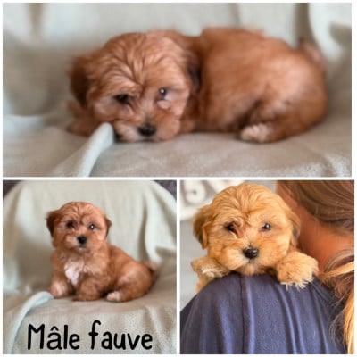 Les chiots de Bichon Havanais
