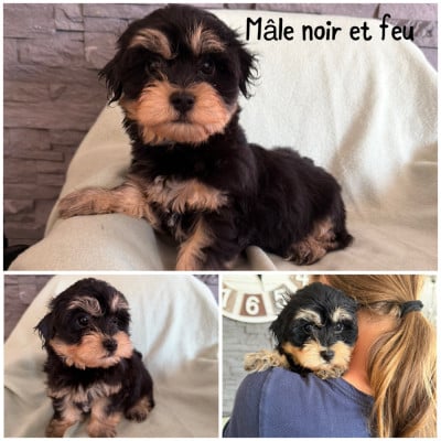 Les chiots de Bichon Havanais