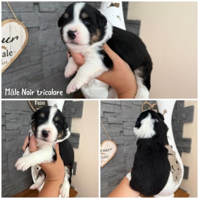 Les chiots de Berger Américain Miniature